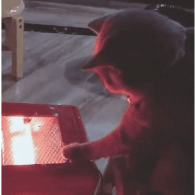불 쬐는 고양이 움짤