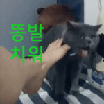 발 냄새 맡는 고양이 움짤