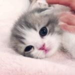 고양이가 잠드는 움짤