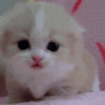 심쿵한 고양이 움짤 모음