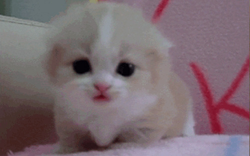심쿵한 고양이 움짤 모음