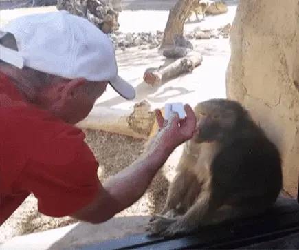 마술 보고 놀라는 동물 움짤