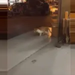 이상한 고양이 움짤