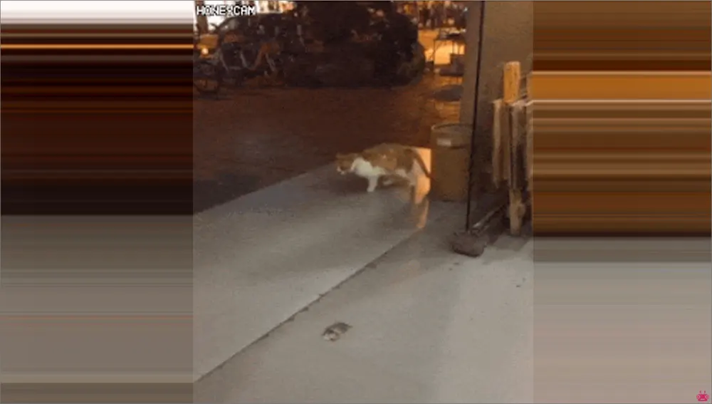 이상한 고양이 움짤