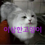 이상한 고양이 움짤