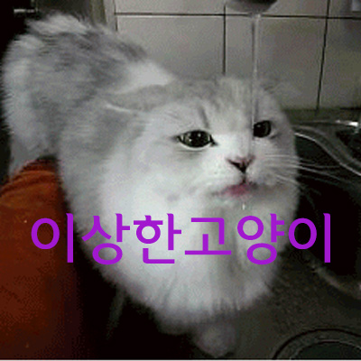 이상한 고양이 움짤